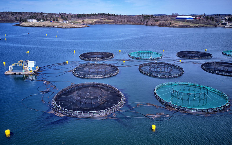 Aquaculture